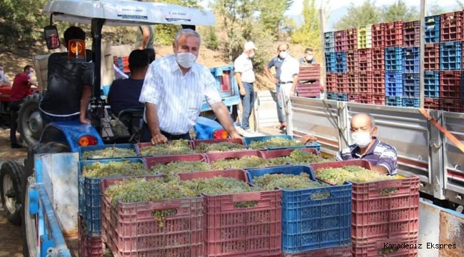 Niksar GÖKÇELİ Kasabasında üzüm hasadı başladı