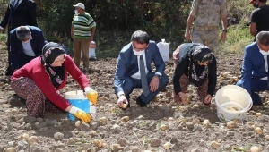 Tokat valisi Ozan Balcı Başçiftlik'te incelemelerde bulundu