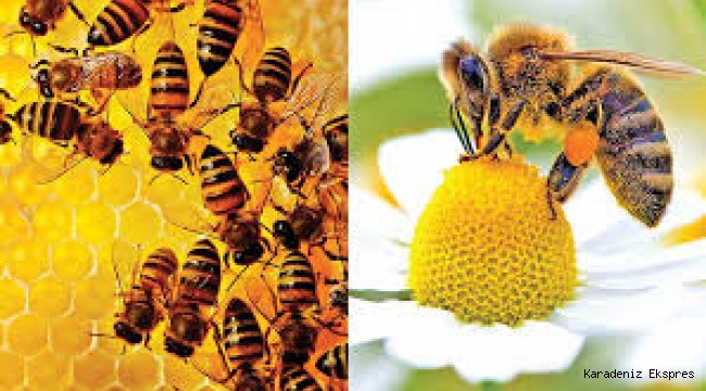 Tüm dünyayı korkutan gelişme: Arılara neler oluyor?
