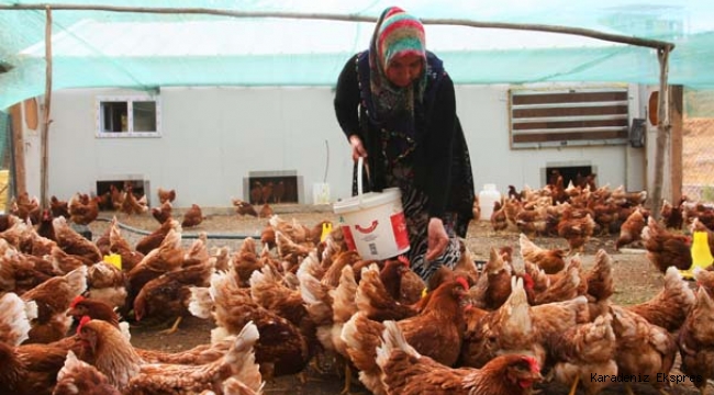 Türk yumurta üreticileri krizde