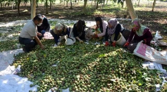 CEVİZDE REKOLTE ÇİFTÇİNİN YÜZÜNÜ GÜLDÜRDÜ