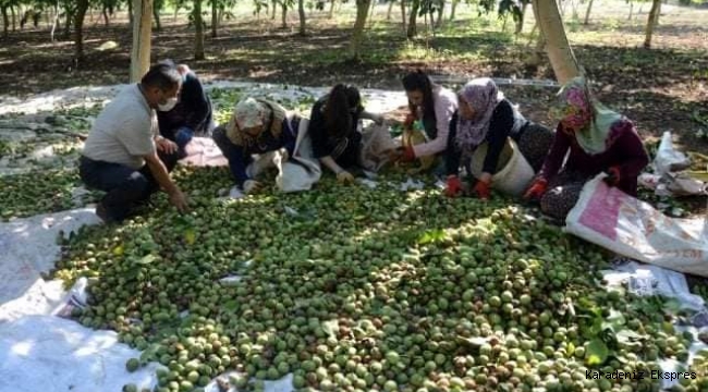  CEVİZDE REKOLTE ÇİFTÇİNİN YÜZÜNÜ GÜLDÜRDÜ