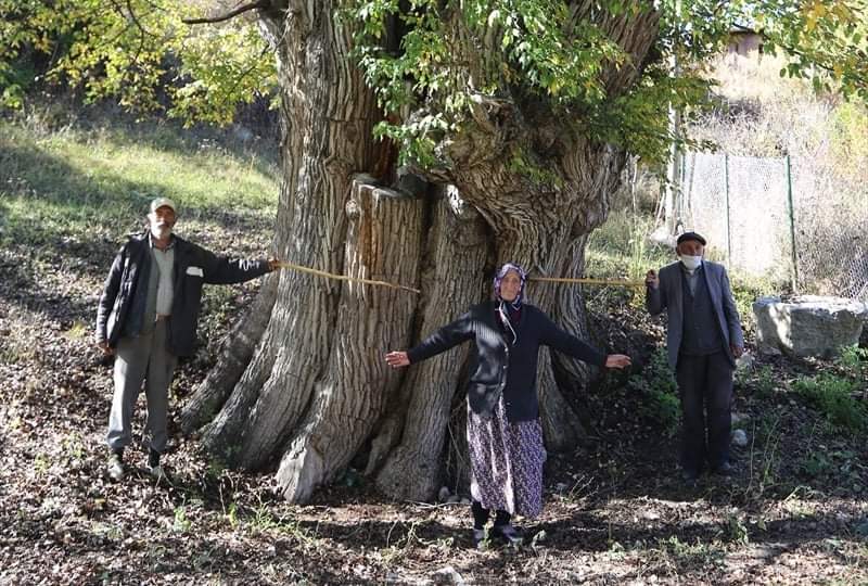 Dünyanın En Yaşlı Armut Ağacı Artvin’de Bulunmuş Olabilir