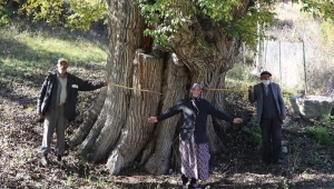 Dünyanın En Yaşlı Armut Ağacı Artvin’de Bulunmuş Olabilir