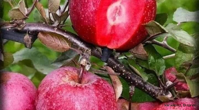 İÇİ KIRMIZI DIŞI KIRMIZI ELMA
