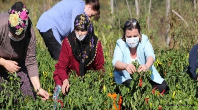 KULLANILMAYAN ARAZİLER KADINLARA AÇILIYOR 