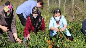 KULLANILMAYAN ARAZİLER KADINLARA AÇILIYOR 