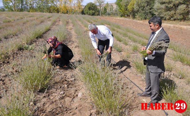 Lavanta Gümüşhane’de Üreticinin Gelir Kapısı Oldu 