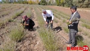 Lavanta Gümüşhane’de Üreticinin Gelir Kapısı Oldu 