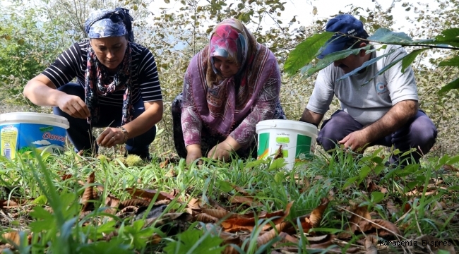 Ormanlarda yetişen kestaneler köylüye gelir kapısı oldu! 20 bin TL gelir getirisi var