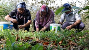 Ormanlarda yetişen kestaneler köylüye gelir kapısı oldu! 20 bin TL gelir getirisi var