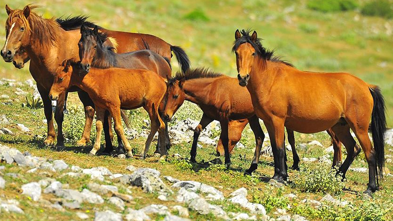 Siyanürle altın aranacak bölgede yaşayan yılkı atları ihale ile toplanacak