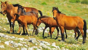 Siyanürle altın aranacak bölgede yaşayan yılkı atları ihale ile toplanacak