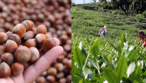 TTB ile KTÜ'den Fındık ve Çay Sektörü İşbirliği