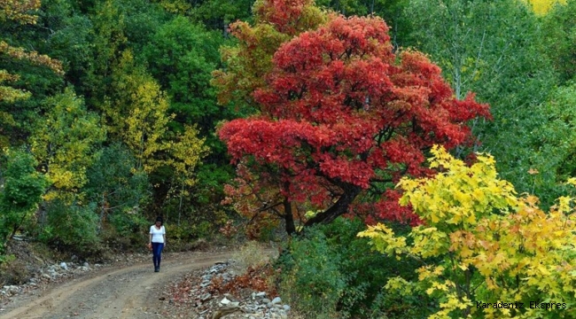 Tunceli'nin sonbaharda gözdesi : Salördek Köyü Ormanları 