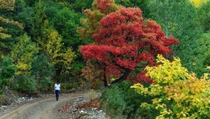 Tunceli'nin sonbaharda gözdesi : Salördek Köyü Ormanları 