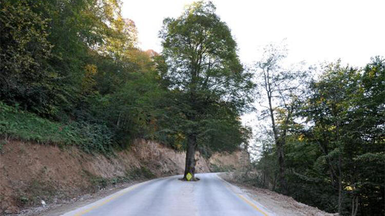 Yol ortasındaki asırlık gürgen, kesilmekten kurtarıldı