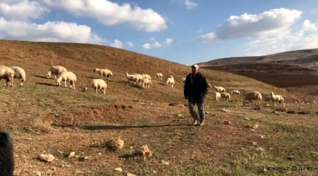 Bayburtlu çiftçiye 5 bin koyun dağıtıldı