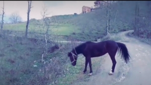 Karabulut Kırmızı Gümüş'üne Ne Diyorsa At Uyguluyor