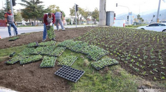 Tokat'ta, 130 bin mevsimlik çiçek toprakla buluşuyor