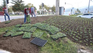 Tokat'ta, 130 bin mevsimlik çiçek toprakla buluşuyor