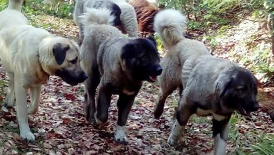 Çoban Köpekleri Büyük Sürüleri Tek Başına Nasıl Güderler?