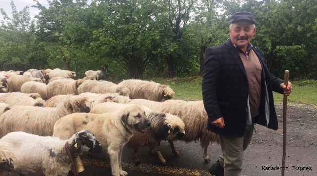 Devlet isterse 3 yıl içinde hayvancılığı çözer