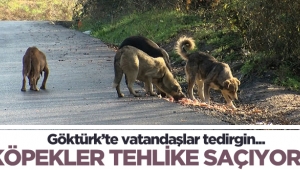 Göktürk'te başıboş köpekler tehlike saçıyor