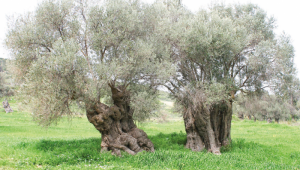 Gümüş yapraklı ölmez ağaç: Zeytin