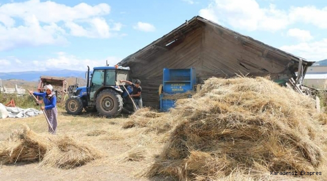 Mesudiye ilçemizde 2 bin 500 kilogram siyez buğdayı toprakla buluştu