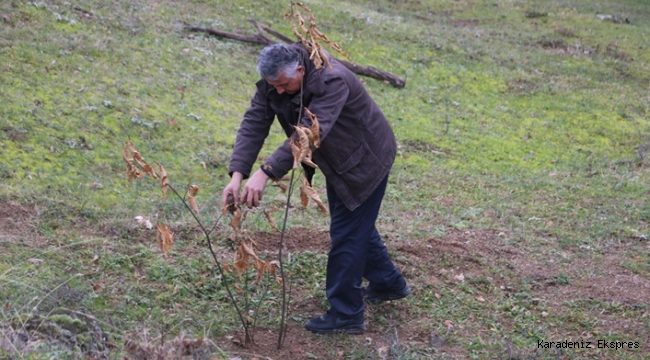 Tek başına köyüne 2 ayda 10 bin kestane dikti 