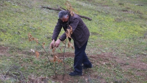 Tek başına köyüne 2 ayda 10 bin kestane dikti 