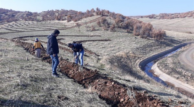 Bingöl'de bal ormanı kuruluyor