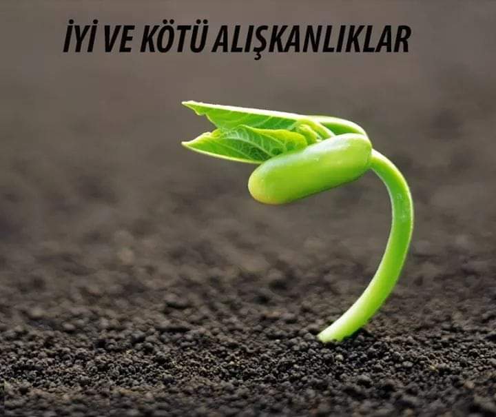 BİR BİLGELİK HİKAYESİ 