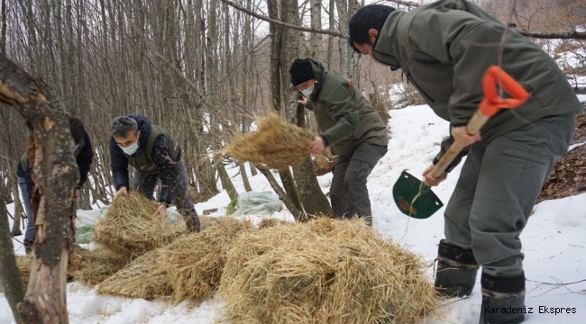 DKMP ekipleri yaban hayvanları için ormanlara besi ve karma yemi, saman, ot-yonca bırakıyorlar