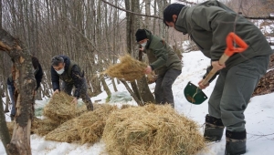 DKMP ekipleri yaban hayvanları için ormanlara besi ve karma yemi, saman, ot-yonca bırakıyorlar