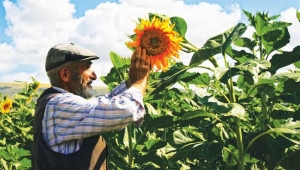 DÜNYADA AYÇİÇEĞİ ÜRETİMİ DÜŞTÜ FİYATLAR ARTTI