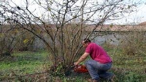 Giresun’da Fındık Bahçeleri Erken Uyandı! 