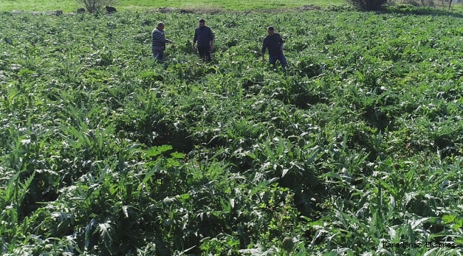 Günde 1 tane yemek karaciğeri yeniliyor, kilo vermeyi kolaylaştırıyor!