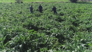 Günde 1 tane yemek karaciğeri yeniliyor, kilo vermeyi kolaylaştırıyor!