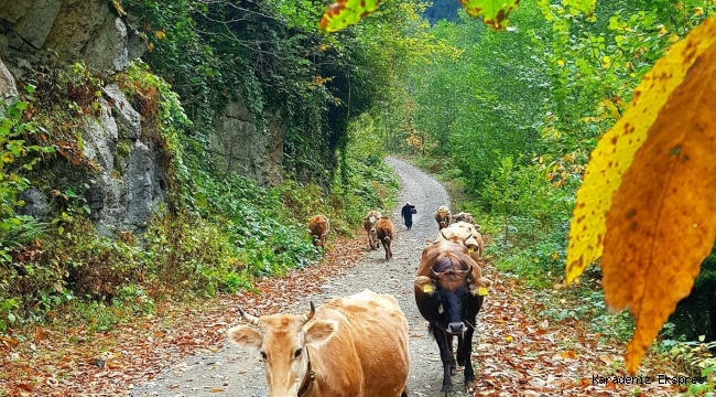 Hayvancılığın mevcut durumu: Önce meralar bitti şimdi de besiciler bitiyor!