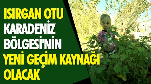 Isırgan Otu, Karadeniz Bölgesi'nin Yeni Geçim Kaynağı Olacak