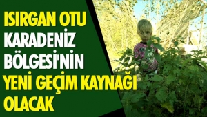 Isırgan Otu, Karadeniz Bölgesi'nin Yeni Geçim Kaynağı Olacak