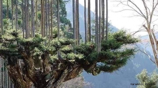 Japonlar 700 yıldır ağaç kesmeden odun üretiyorlar
