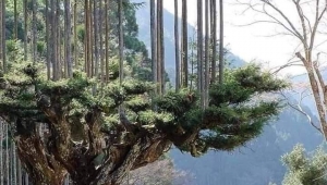 Japonlar 700 yıldır ağaç kesmeden odun üretiyorlar