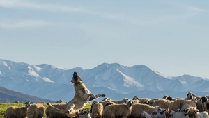 Kangal köpeği yaklaşık 4 metre havaya sıçrayarak dronu kaptı