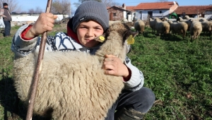 KÜÇÜK ÇOBAN ŞEVKİ’NİN KOYUNLARI SİGORTALANDI