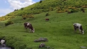 Mera hayvancılığı ile Endüstriyel hayvancılık karşılaştırması