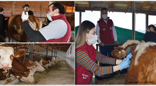 Ordu'da Hayvan Hastalıkları İle Etkin Mücadele Ediliyor