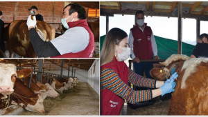 Ordu'da Hayvan Hastalıkları İle Etkin Mücadele Ediliyor